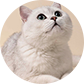 cat photo icon