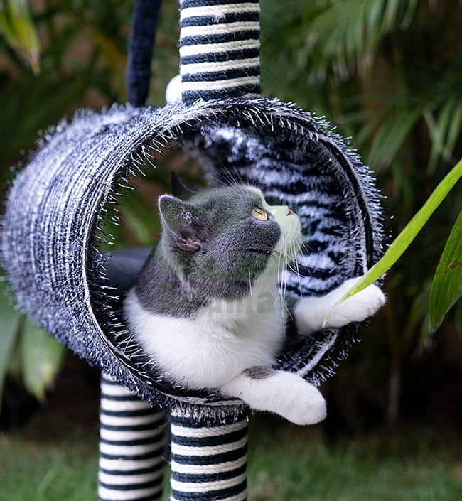 Zebra Cat tree